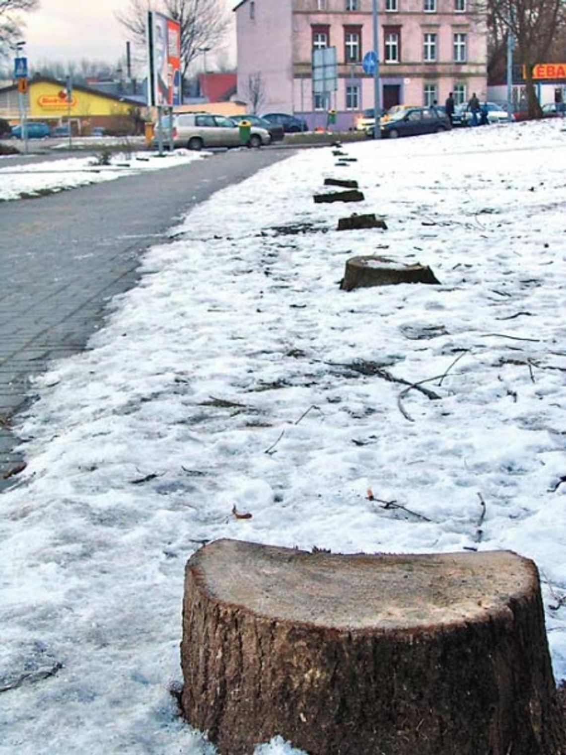 Wyciął dzewa, posadził roślinki. Grunt to prywatny grunt Wyciął dzewa, posadził roślinki. Grunt to prywatny grunt