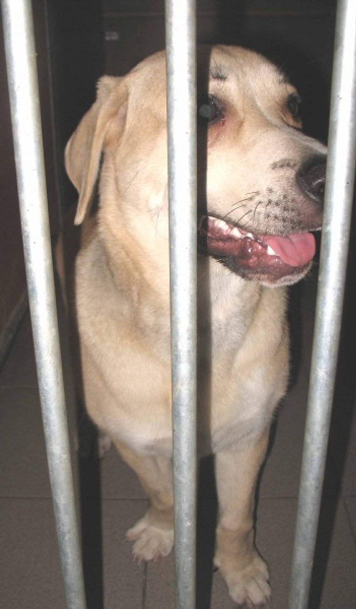 Wyjątkowo okrutne znęcanie się nad swoim psem Wyjątkowo okrutne znęcanie się nad swoim psem