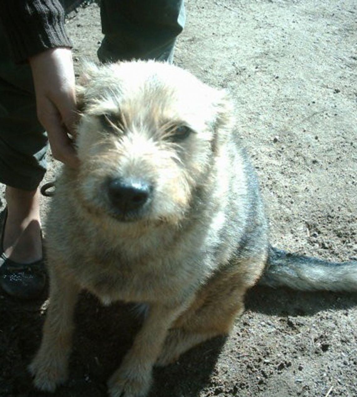 Wyłapano 11 bezpańskich psów w 2 godziny