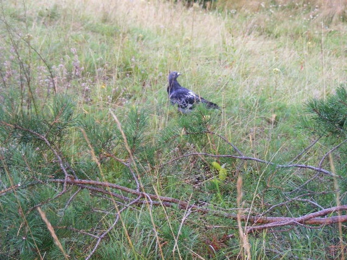 Wyłapywał obce gołębie i taśmą sklejał im skrzydła Wyłapywał obce gołębie i taśmą sklejał im skrzydła