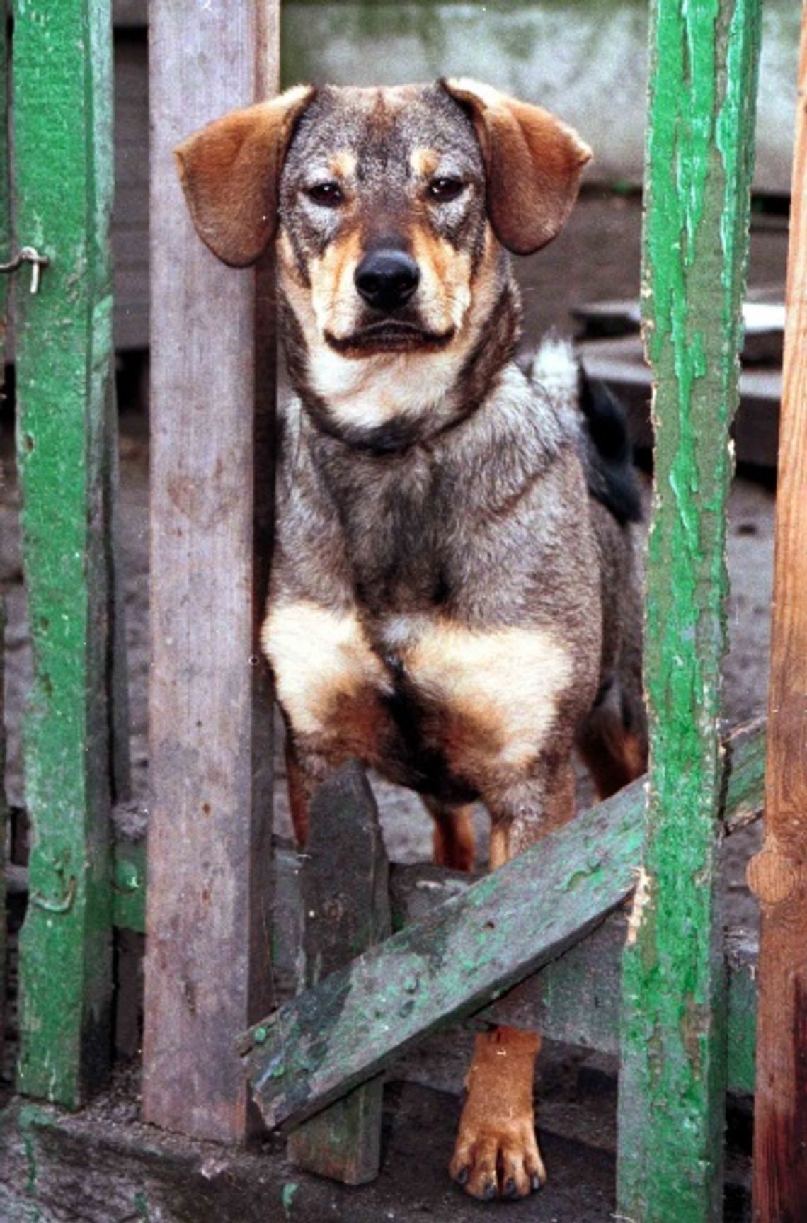 Wyłapywanie bezpańskich psów