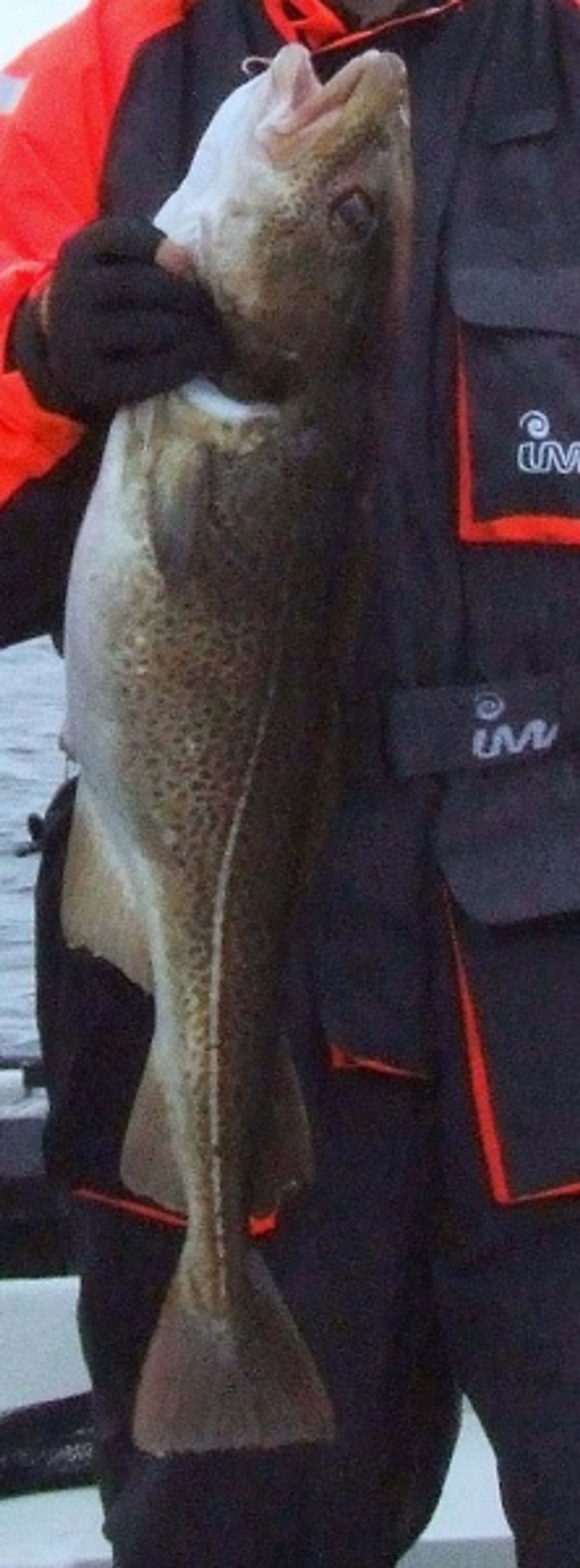 Wylosowali dorsze, większość kutrów będzie na sznurku Wylosowali dorsze, większość kutrów będzie na sznurku