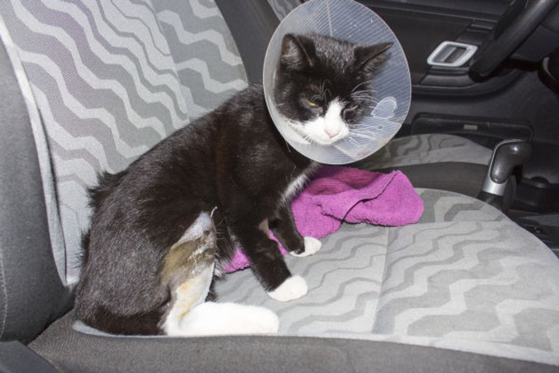 Wypadek czy sadyzm? Smutna historia kota Lucka Wypadek czy sadyzm? Smutna historia kota Lucka