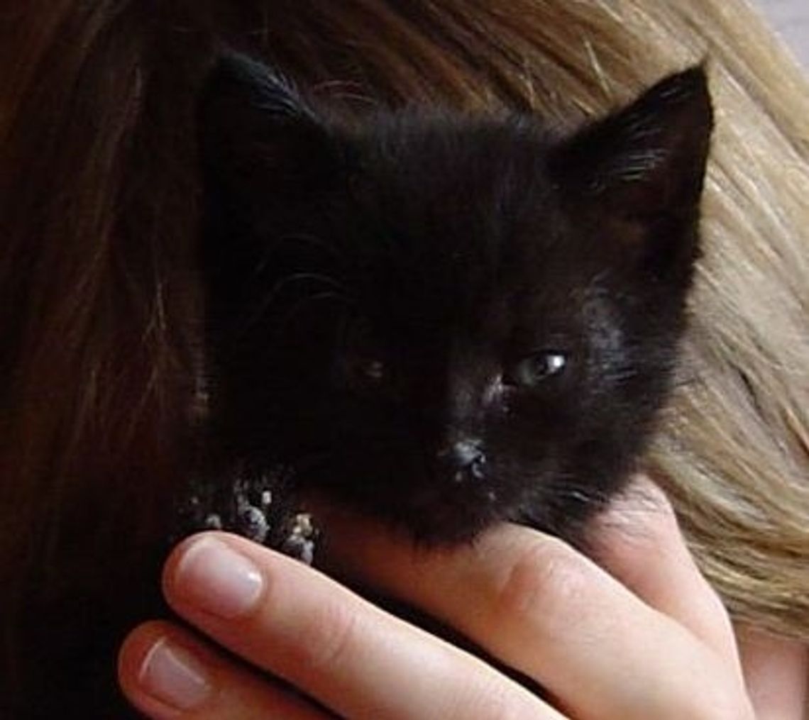 Wyrzuciła kocięta przez okno. Znęcała się ze szczególnym okrucieństwem Wyrzuciła kocięta przez okno. Znęcała się ze szczególnym okrucieństwem