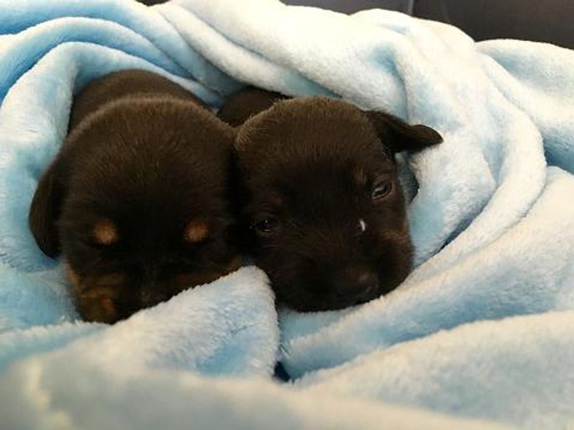 Wyrzucili szczeniaki do śmietnika. Zwyrodnialcy potraktowali psy jak śmieci! Wyrzucili szczeniaki do śmietnika. Zwyrodnialcy potraktowali psy jak śmieci!