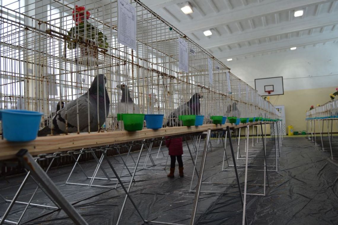 Wystawa Gołębi Rasowych i Drobiu Ozdobnego w Rusocinie Wystawa Gołębi Rasowych i Drobiu Ozdobnego w Rusocinie