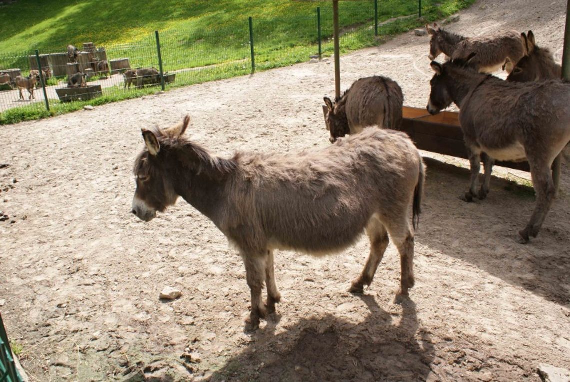 Występy w zoo: komórki spod lady i rzut butelką - osiołek się uśmiał Występy w zoo: komórki spod lady i rzut butelką - osiołek się uśmiał