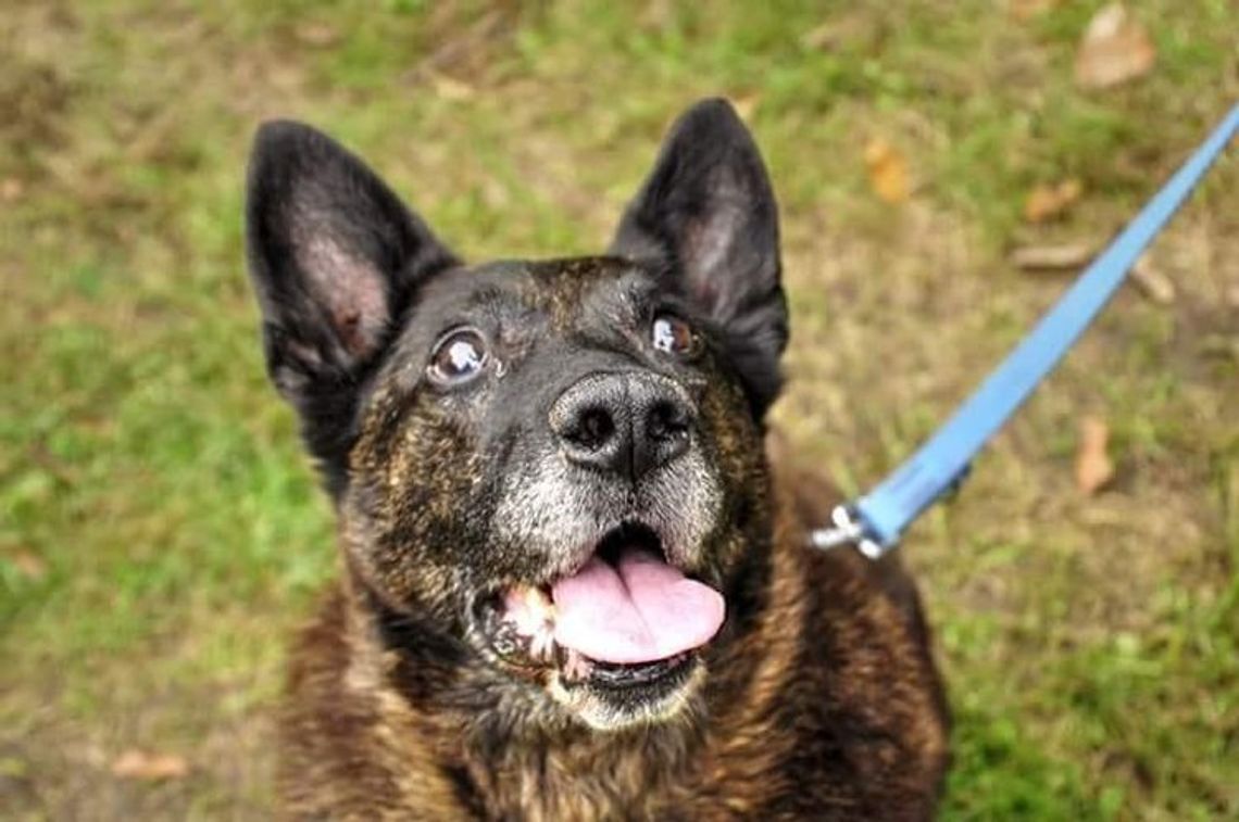 Wzruszająca adopcja w gdyńskim Ciapkowie 