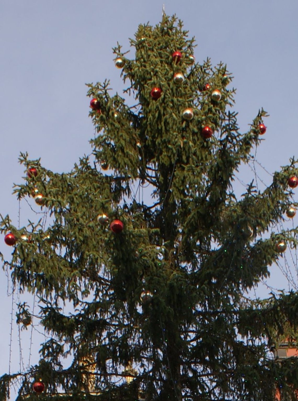 Z "drapakiem" na wyspisko? Co zrobić z choinką? Z "drapakiem" na wyspisko? Co zrobić z choinką?
