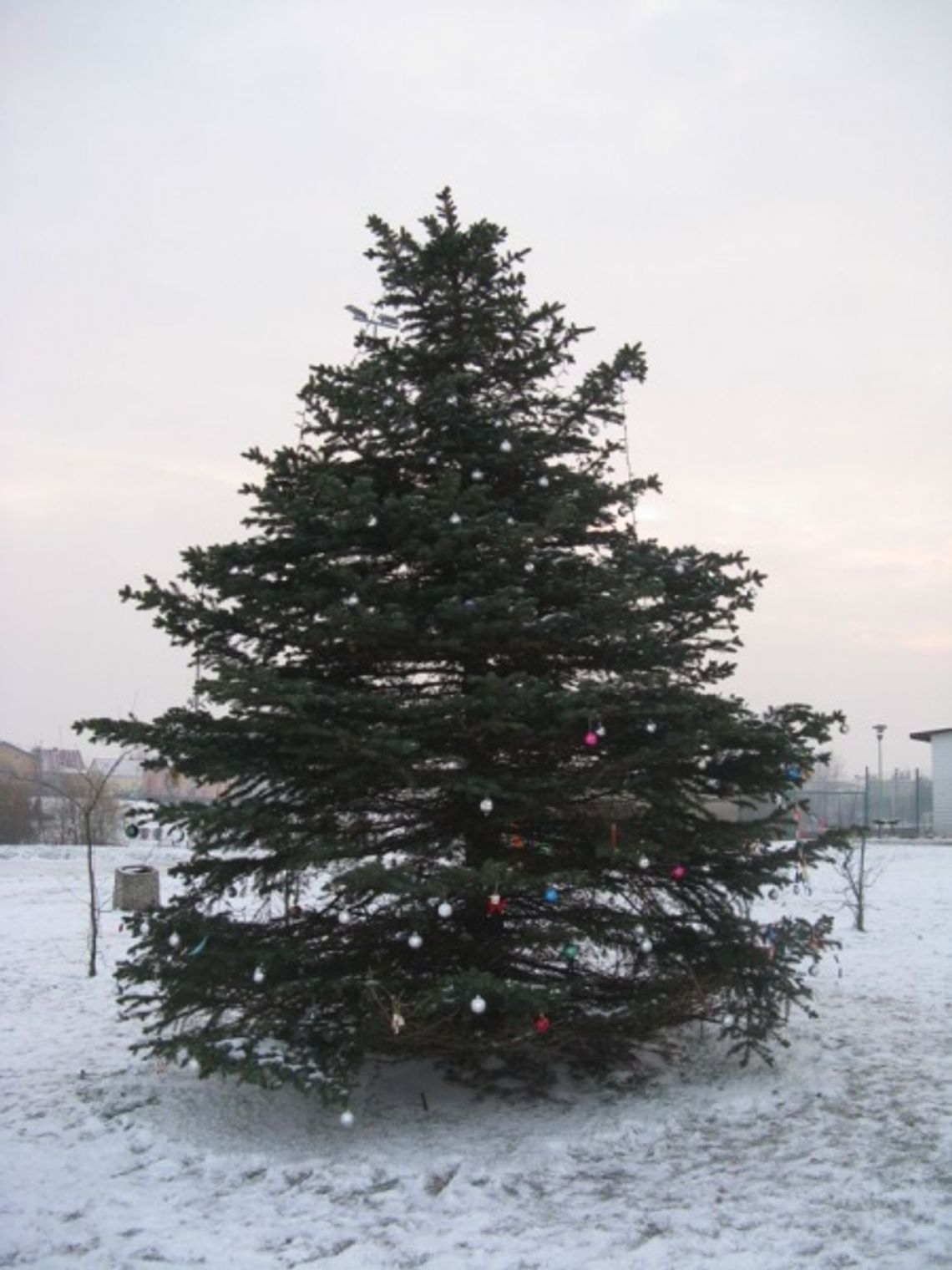 Zabawa wokół świątecznego drzewka Zabawa wokół świątecznego drzewka