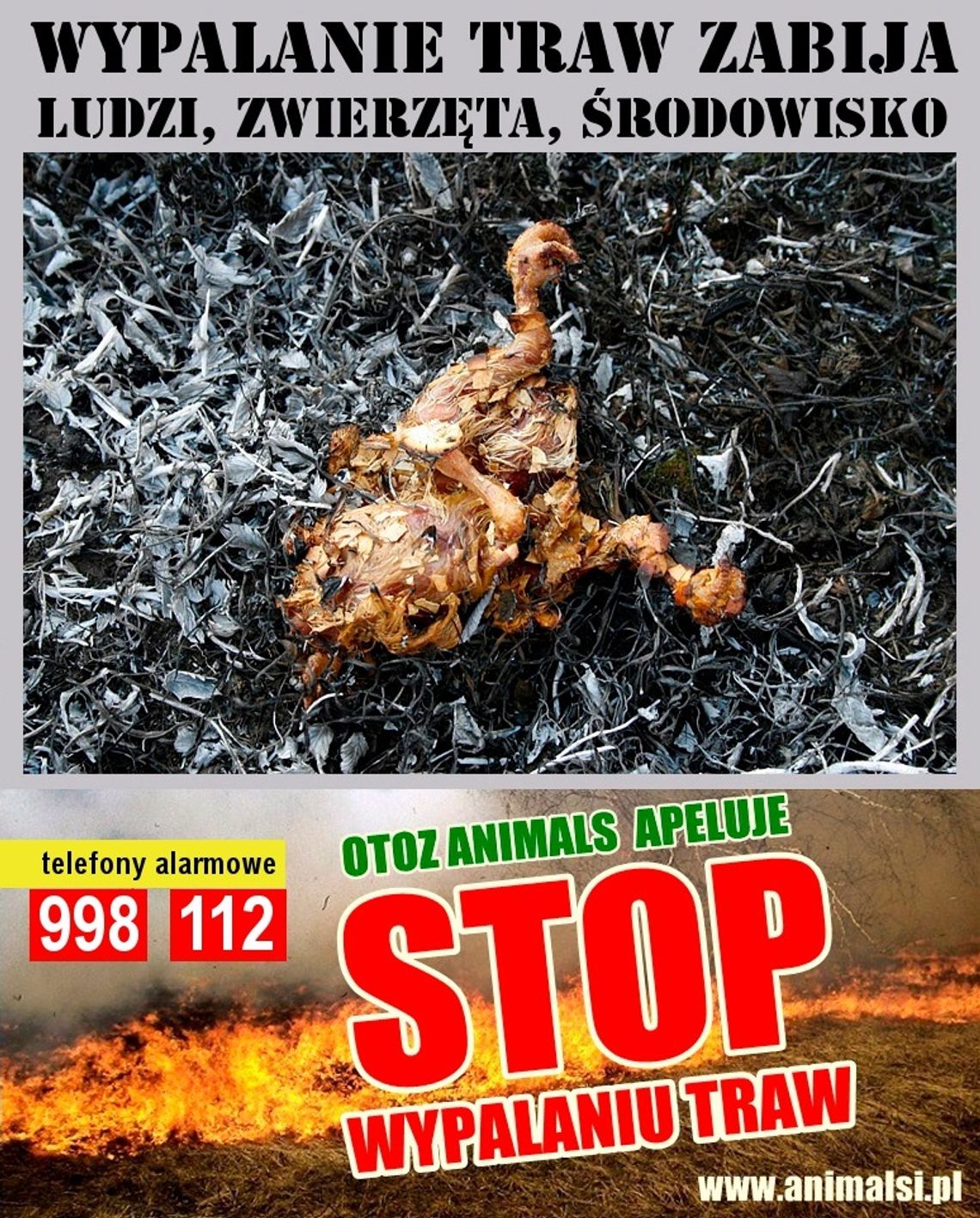 Zabija ludzi, zwierzęta, środowisko