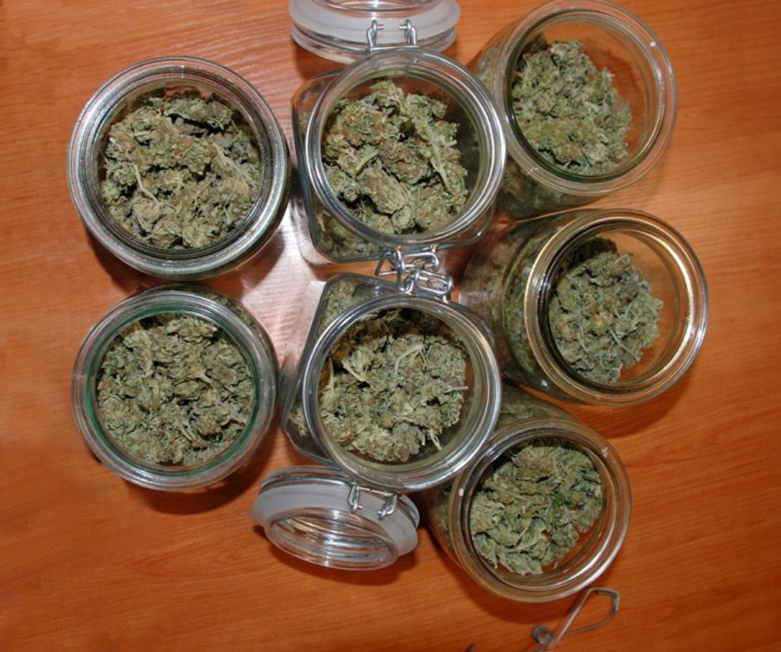 Zadra wyniuchała w szafie narkotyki Zadra wyniuchała w szafie narkotyki