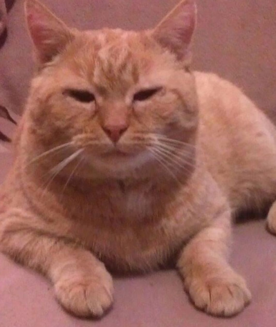 Zaginął chory kot. Właścicielka prosi o pomoc Zaginął chory kot. Właścicielka prosi o pomoc