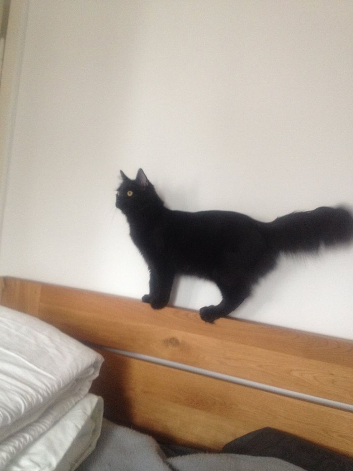 Zaginął czarny kocur, zwierzę choruje na nerki. Właściciele proszą o pomoc w odnalezieniu czworonoga! Zaginął czarny kocur, zwierzę choruje na nerki. Właściciele proszą o pomoc w odnalezieniu czworonoga!