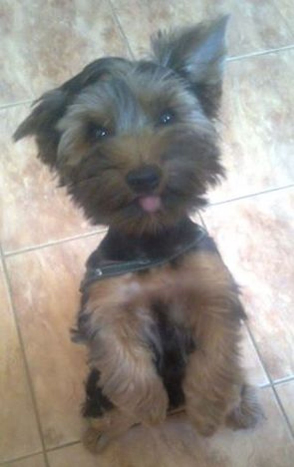 Zaginął pies Zaginął pies