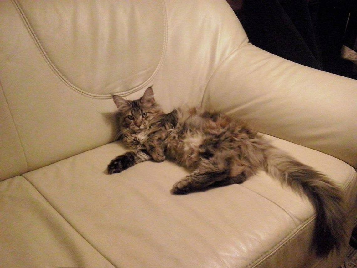 Zaginęła kotka - apel o pomoc w odnalezieniu 