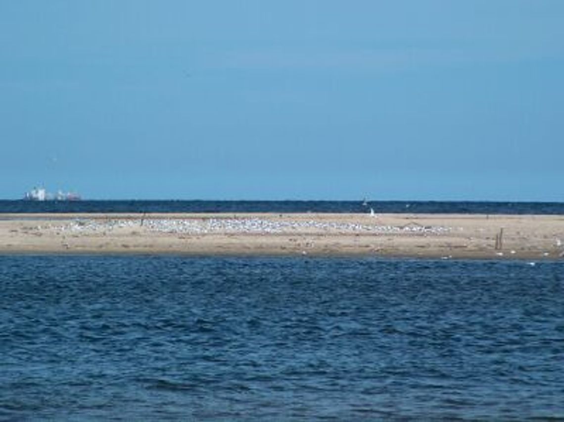 Zagrożony rezerwat Mewia Łacha w ujściu Wisły