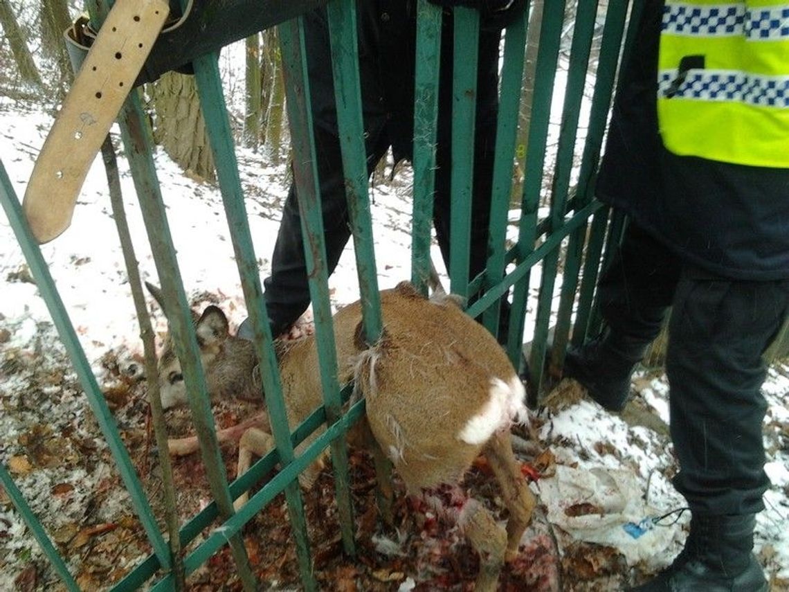 Zakleszczony koziołek, sarna atakowana przez psy