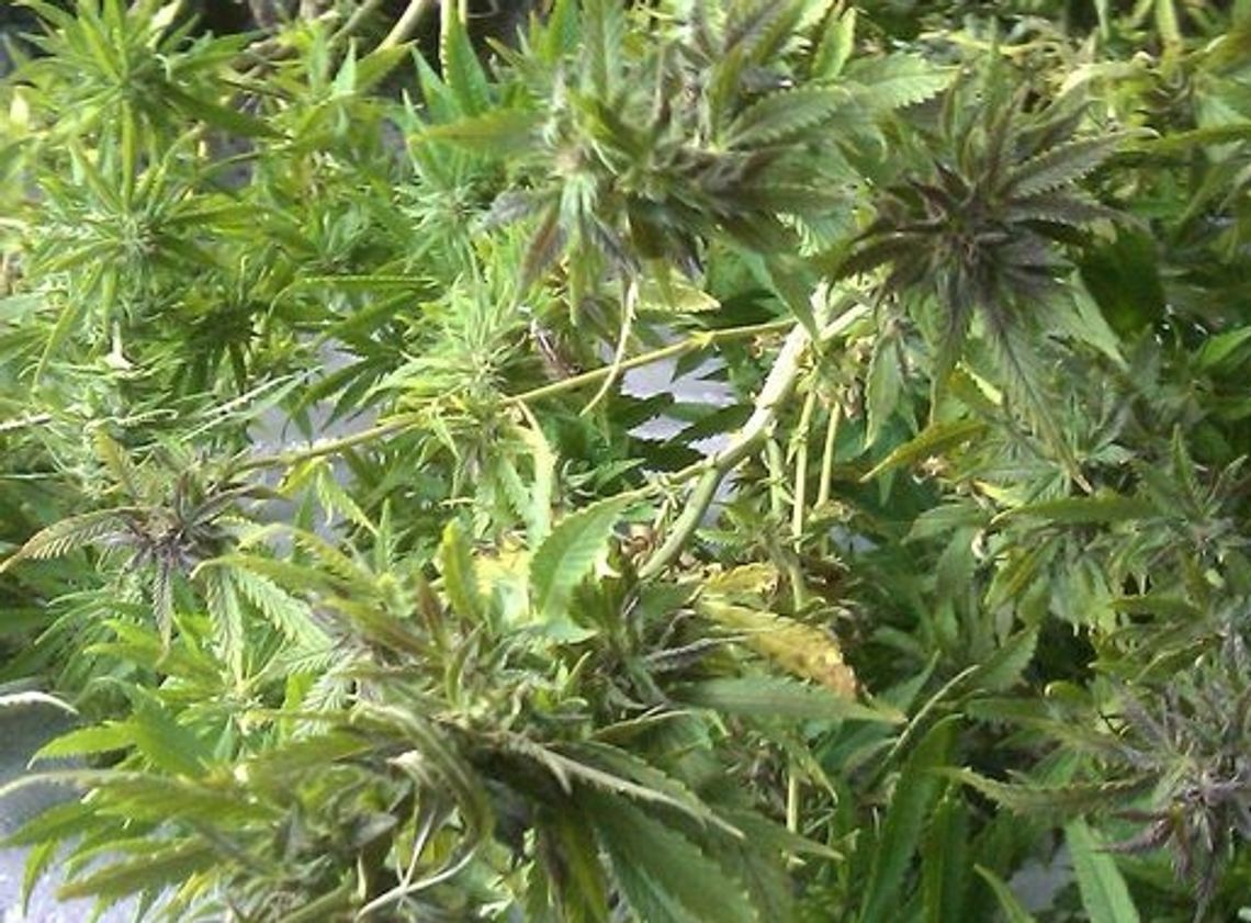 Zakłócali porządek z marihuaną  