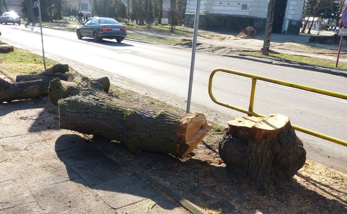 Zamiast historycznego drzewostanu... kocimiętka