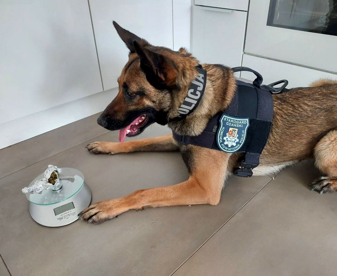 Zapach marihuany unosił się na klatce schodowej. Policjanci zapukali do mieszkania 22-latka Zapach marihuany unosił się na klatce schodowej. Policjanci zapukali do mieszkania 22-latka