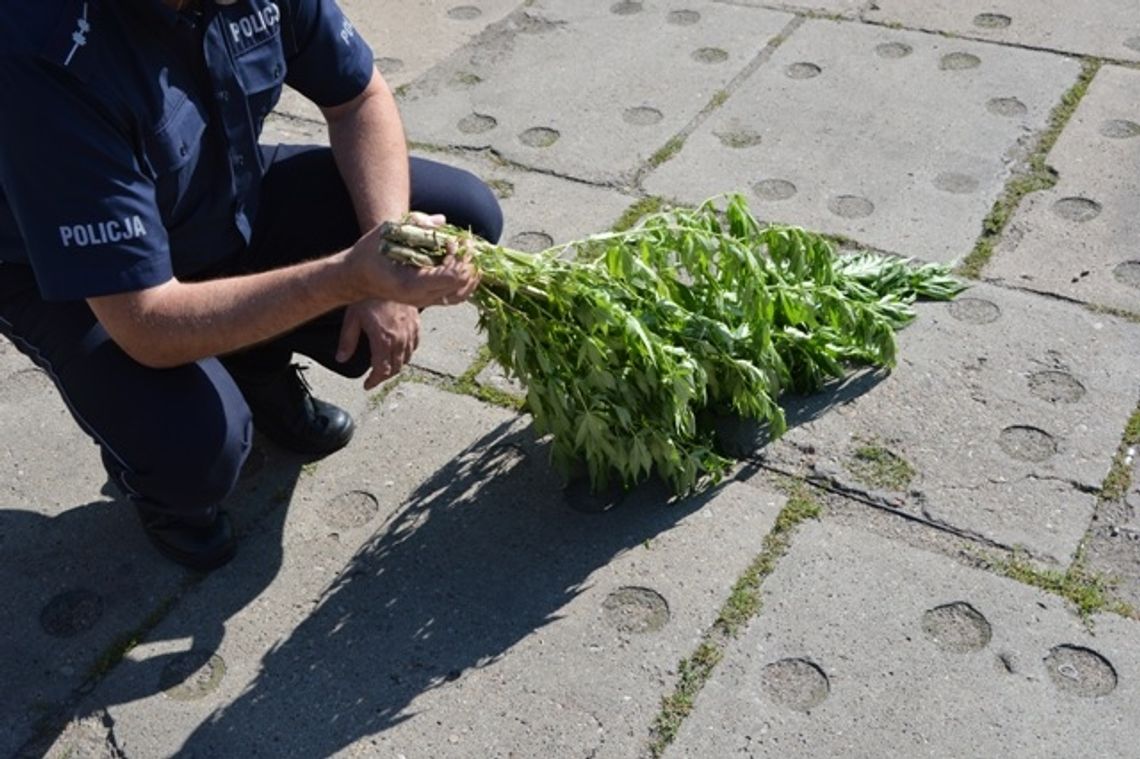 Zasadził 1,5-metrowe konopie na działce Zasadził 1,5-metrowe konopie na działce