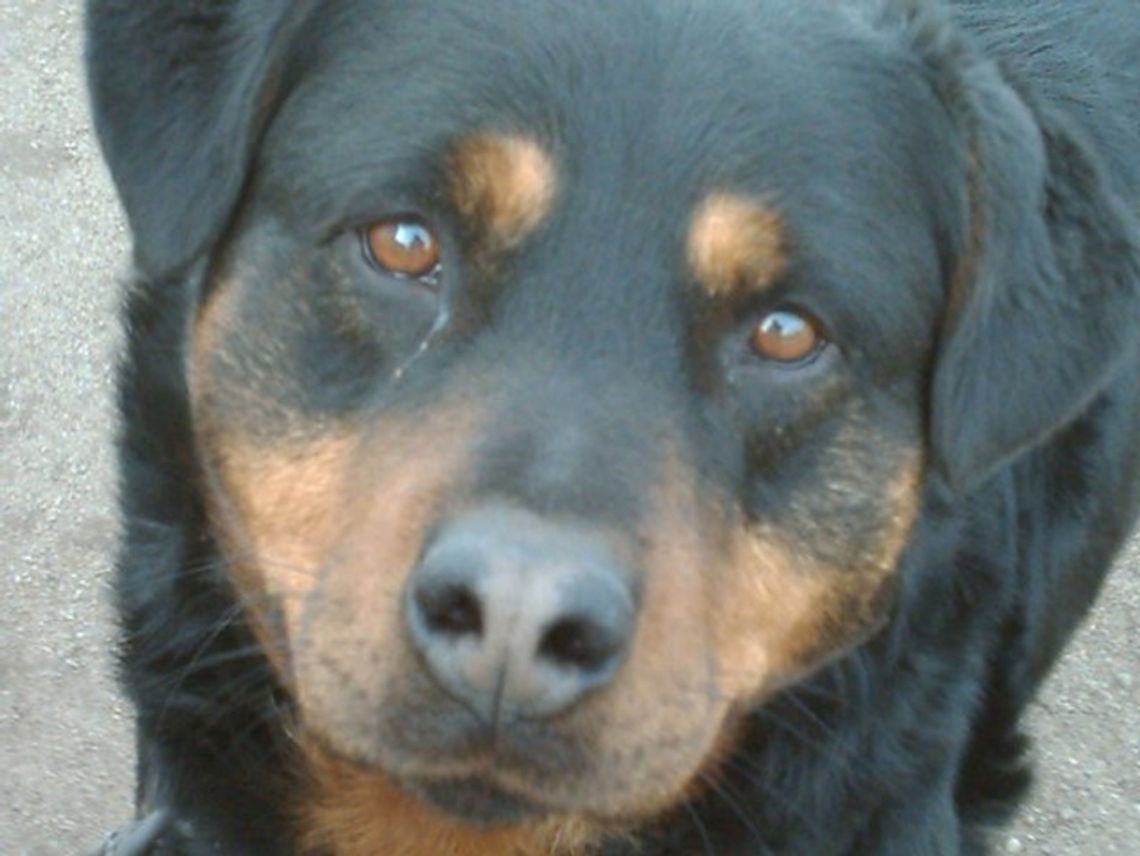 Zastrzelił psa z wiatrówki