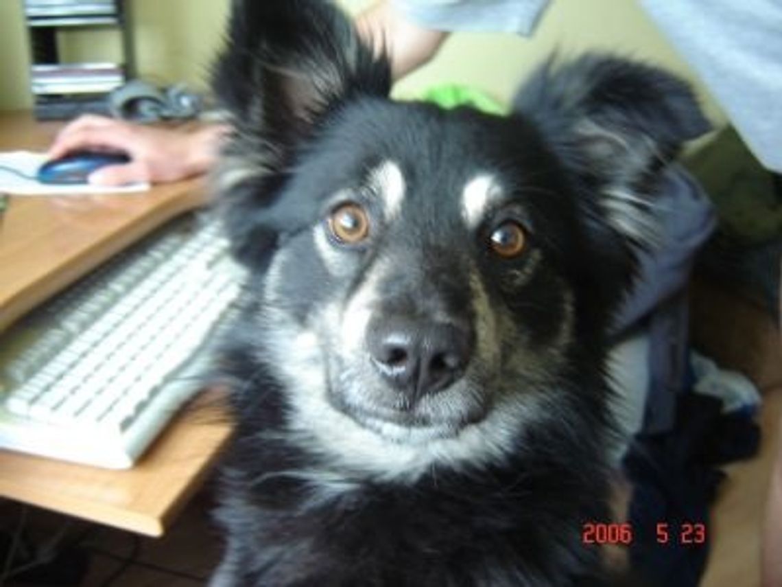 Zastrzelił psa z wiatrówki! Zdenerwował go niegroźny, czarny kundelek...