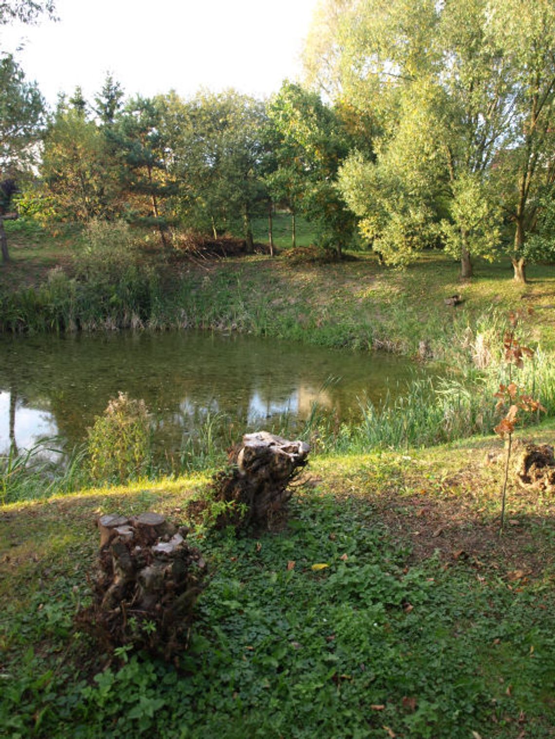 Zasypią staw na Górkach, w którym znaleziono zwłoki?