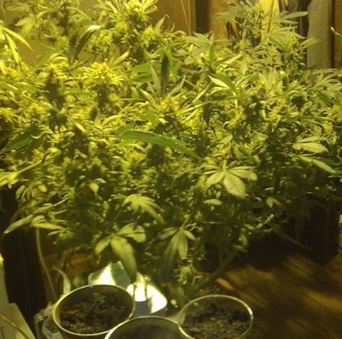 Zautomatyzowana plantacja w piwnicy