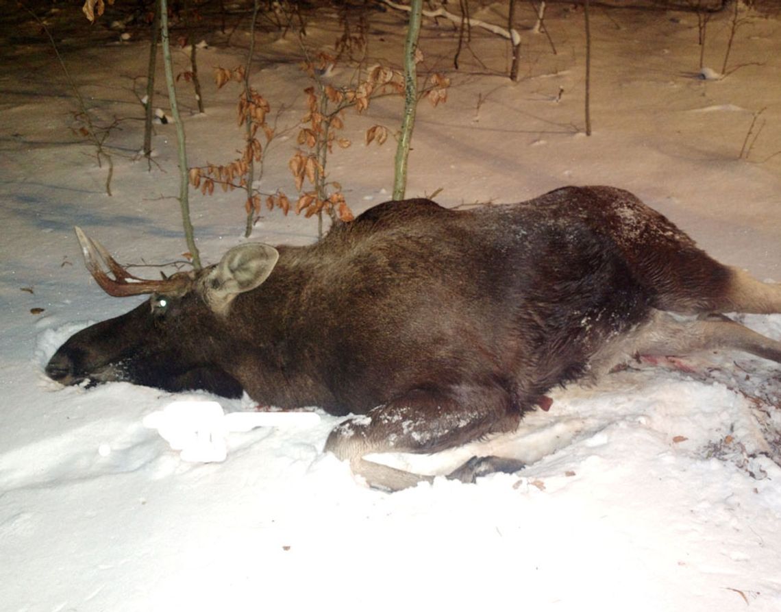 Zderzenie z łosiem - ranna pasażerka auta Zderzenie z łosiem - ranna pasażerka auta