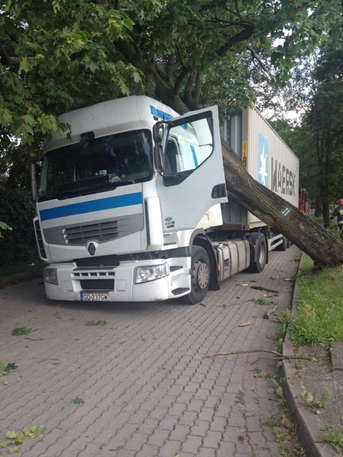 ZDJĘCIA: Drzewo spadło na samochód ciężarowy ZDJĘCIA: Drzewo spadło na samochód ciężarowy