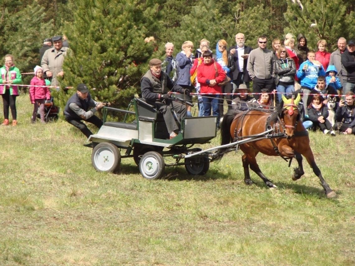 ZDJĘCIA: Dzień Konia - zawody w powożeniu i mnóstwo innych atrakcji ZDJĘCIA: Dzień Konia - zawody w powożeniu i mnóstwo innych atrakcji