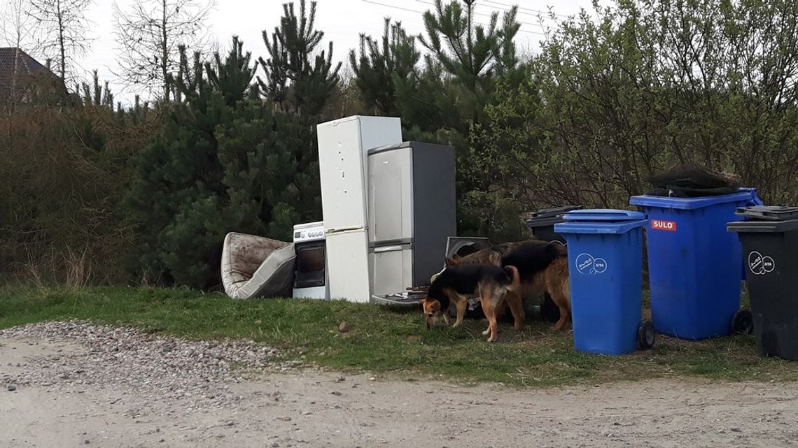 Zero wniosków! Czytelnik sfotografował psy bez kagańców