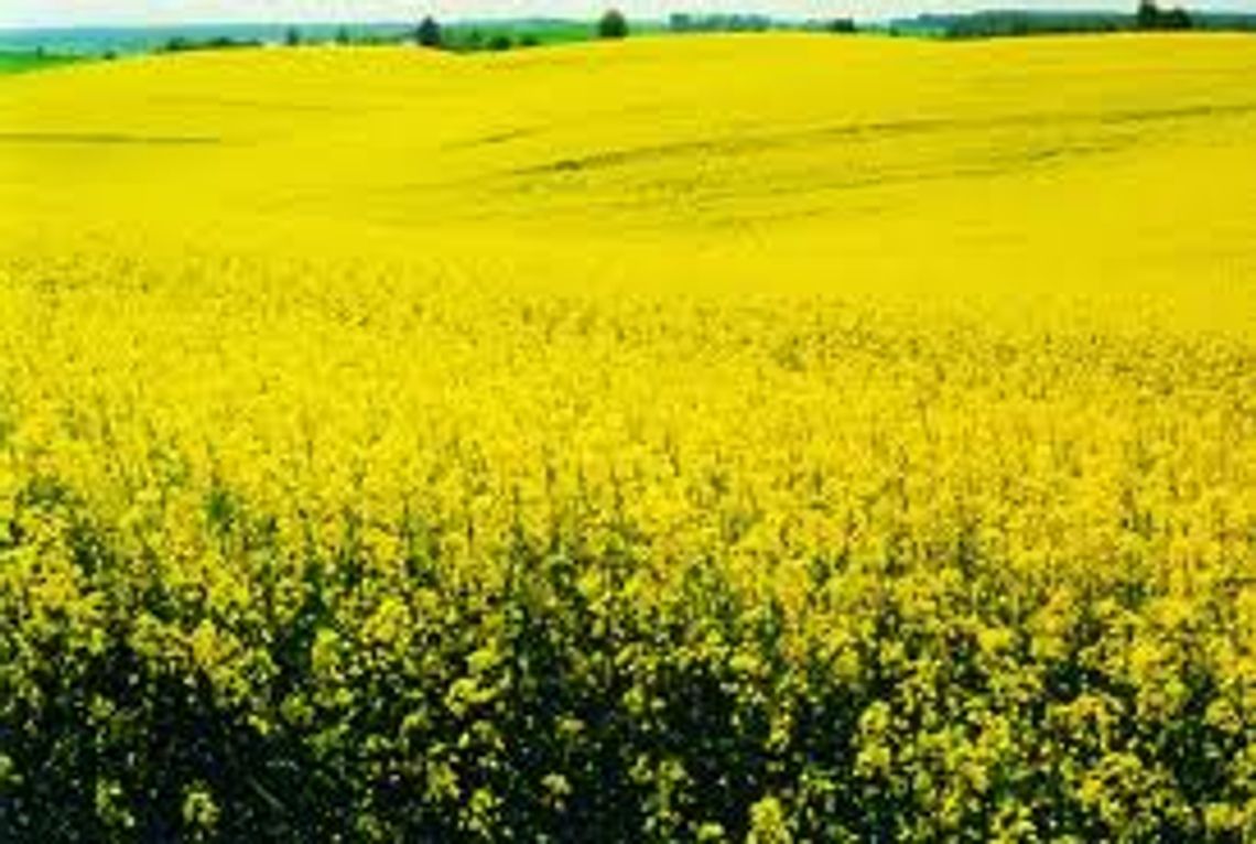 Zginął rolnik. Wypadek przy magazynowaniu rzepaku