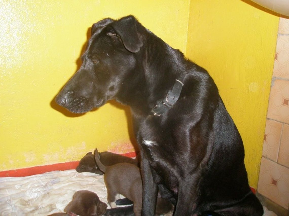 Zgłoś przypadki znęcania się nad zwierzętami! Zgłoś przypadki znęcania się nad zwierzętami!