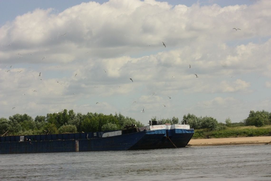 Zjedzone przez mewy. Dramat ptaków na Wiśle. Pisklęta płyną na gałęziach - nie mają szans na przeżycie