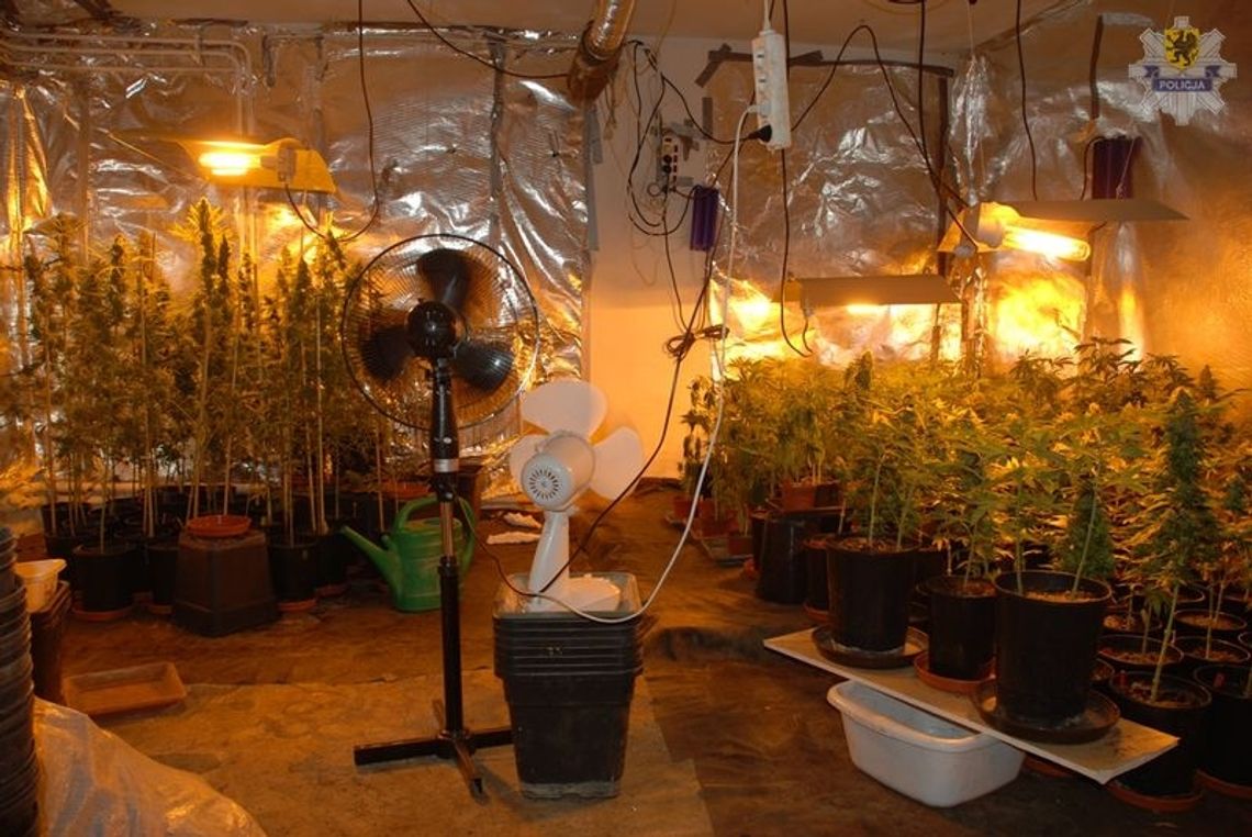 Zlikwidowano nielegalną uprawę konopi indyjskich