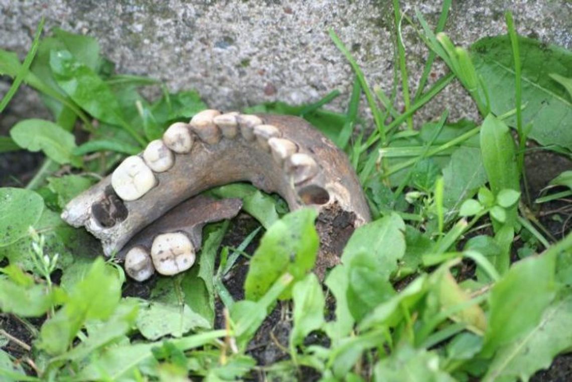 Znalezione w parku ludzkie kości mają co najmniej pół wieku Znalezione w parku ludzkie kości mają co najmniej pół wieku