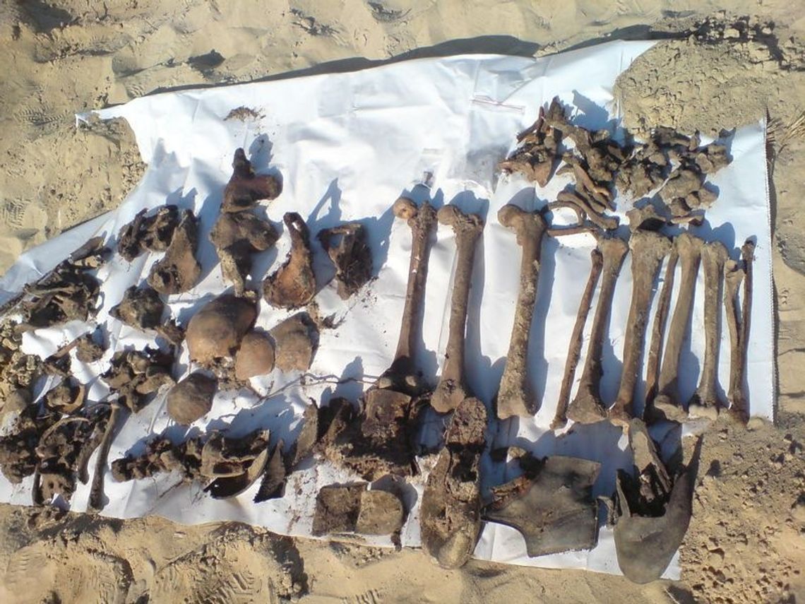 Znaleziono szczątki kości ludzkich Znaleziono szczątki kości ludzkich