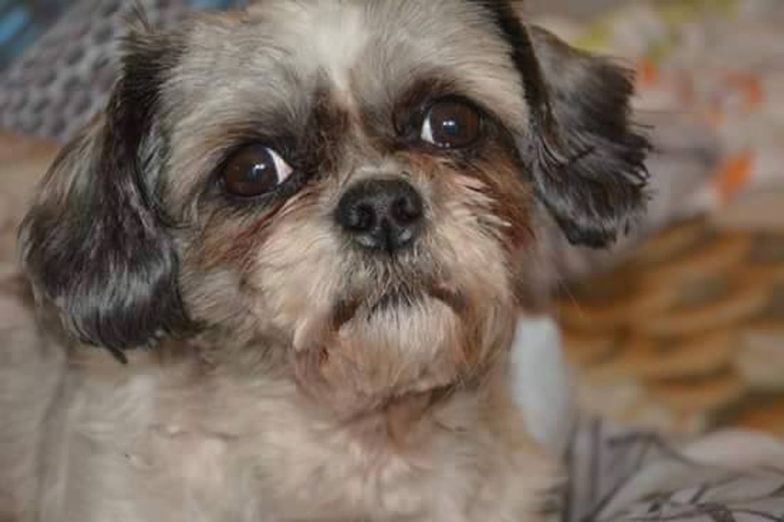 Znęcano się nad psem?! „Oddam w dobre ręce” – okazało się przepustką do lepszego świata dla Tobiego Znęcano się nad psem?! „Oddam w dobre ręce” – okazało się przepustką do lepszego świata dla Tobiego