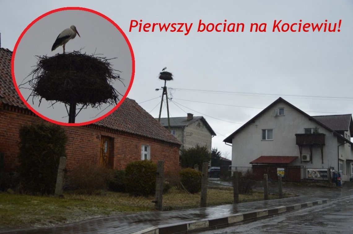 Zobacz pierwszego bociana, który zawitał na Kociewie! Zobacz pierwszego bociana, który zawitał na Kociewie!