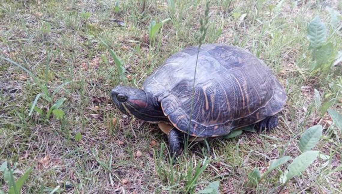 Żółw znaleziony na "jedynce" może mieć nowego właściciela Żółw znaleziony na "jedynce" może mieć nowego właściciela
