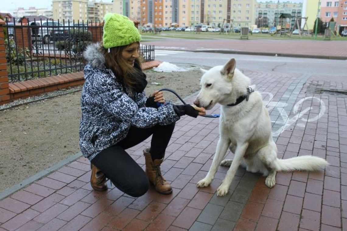 Zostań wolontariuszem tczewskiego schroniska dla zwierząt