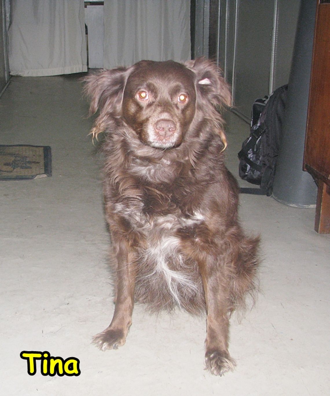 Zwierzaki w potrzebie