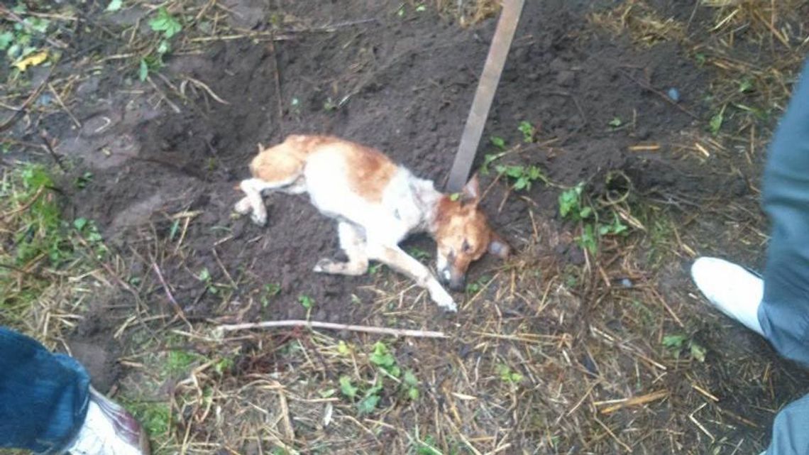 Zwierzę konało w męczarniach. Nie miało dostępu do jedzenia ani wody Zwierzę konało w męczarniach. Nie miało dostępu do jedzenia ani wody