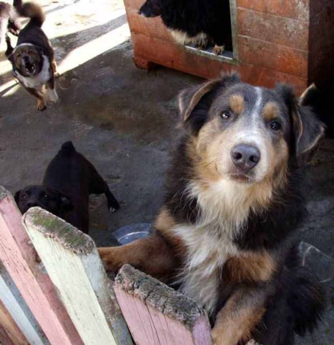 Zwierzęta i... brak zrozumienia. Czyste trawniki i piaskownice? Zwierzęta i... brak zrozumienia. Czyste trawniki i piaskownice?