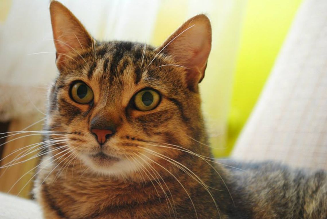 Zwierzęta w potrzebie Zwierzęta w potrzebie