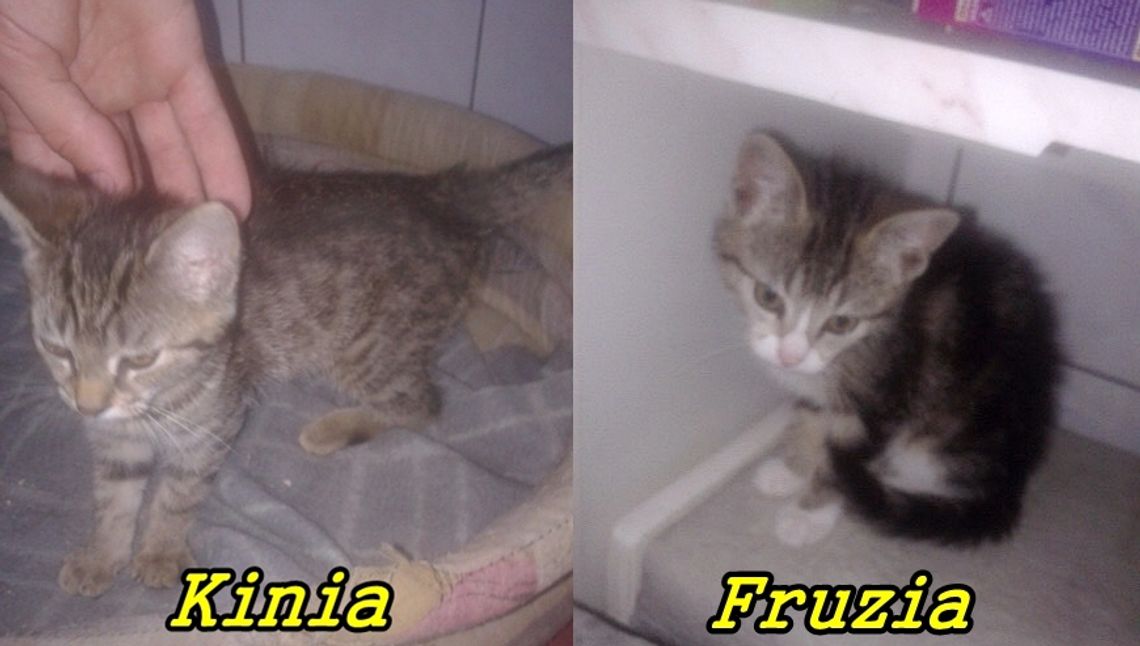 Zwierzęta w potrzebie Zwierzęta w potrzebie