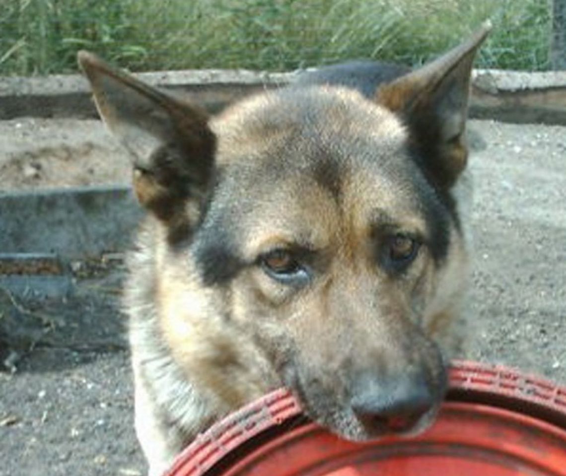 Zwyrodnialcy - kopali, topili psa. Schwytani w pościgu